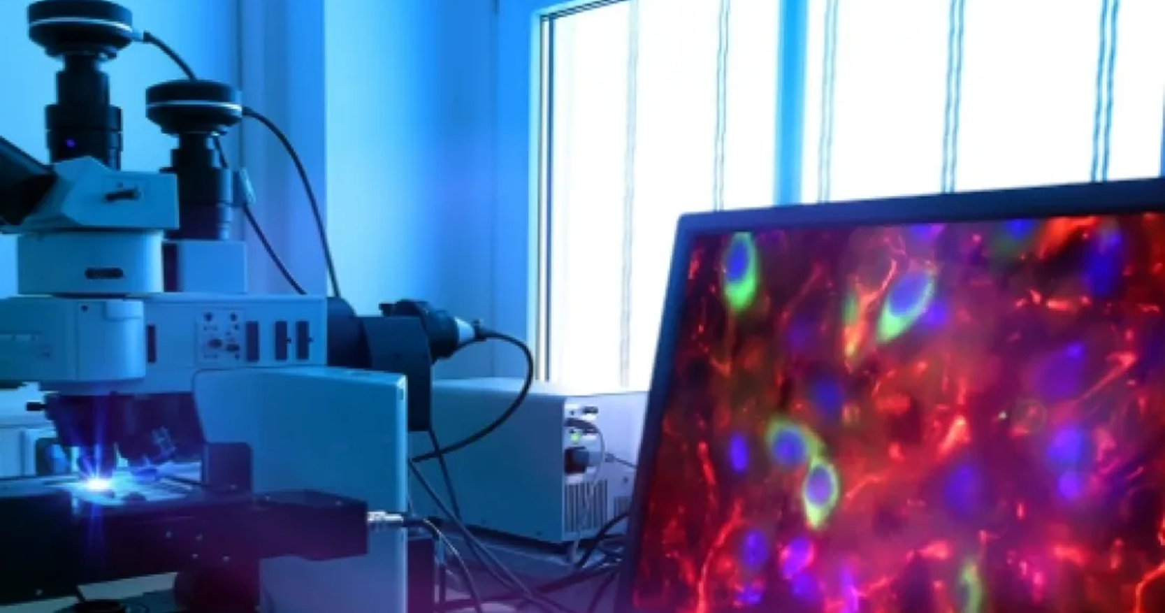 細胞の画像解析や診断支援 細胞の画像解析や診断支援